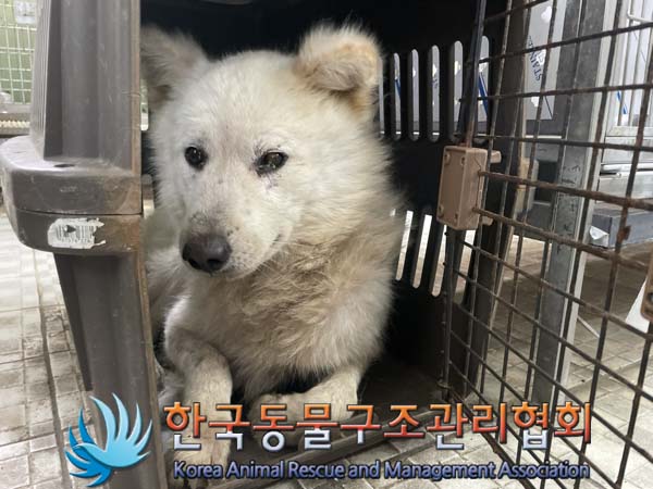 한국동물구조관리협회_441560202401009